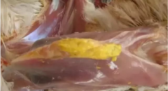 現(xiàn)在青年雞最嚴(yán)重的是什么？