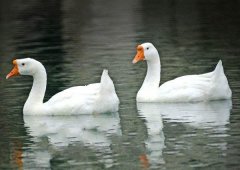 養(yǎng)鵝禁忌有哪些？看看你中了幾條！