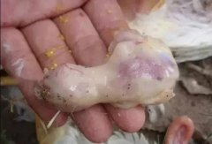 肉雞最頭疼的還是腺肌胃炎，到底該怎么解決？