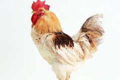 肉雞常見呼吸道病的發(fā)病原因？