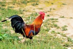 肉雞養(yǎng)殖成本要如何控制？