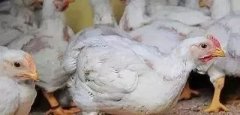 支原體感染的發(fā)展過程及臨床癥狀！！!