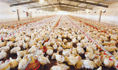 肉雞壞死性腸炎飼料報酬低，整齊度差嚴(yán)重影響
